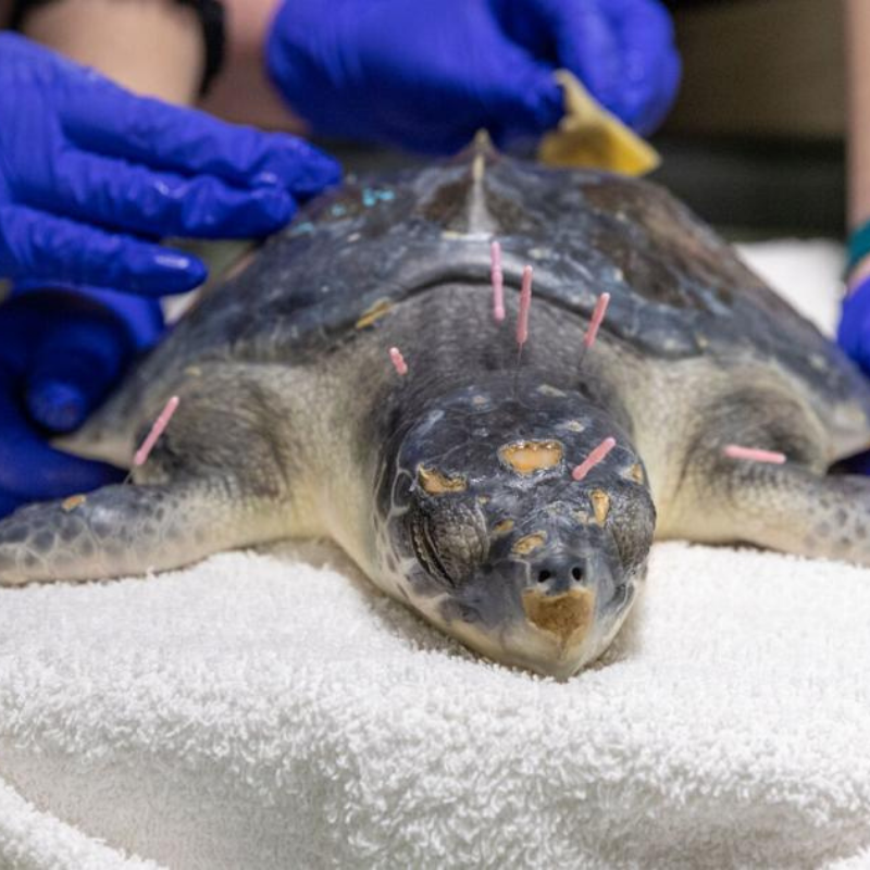 testoasa_ce este acupunctura_2_aureliana_corcodel_acupunctura_emotionala